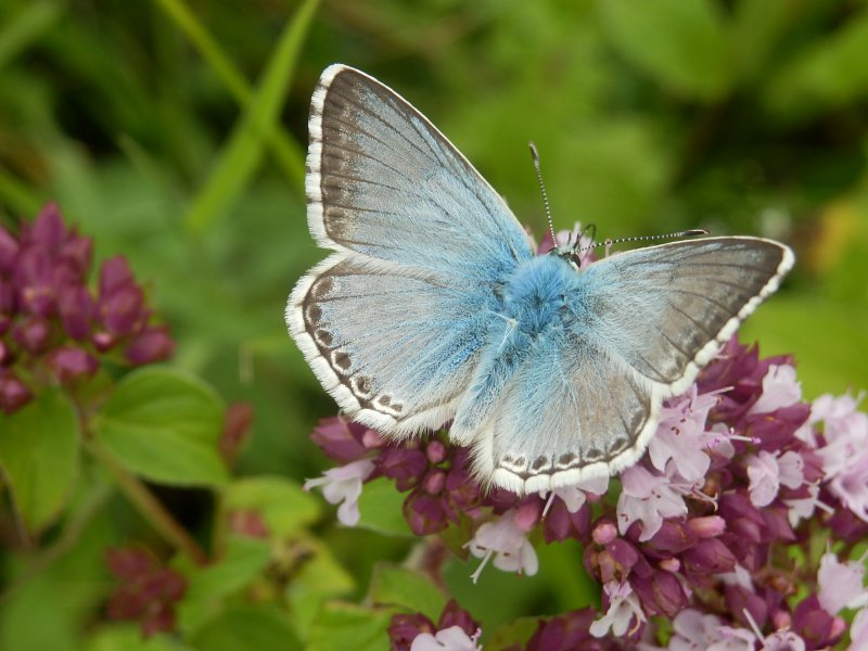 Chalkhills Emerge